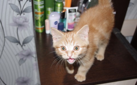 В Кирове начинается бесплатная вакцинация животных от бешенства