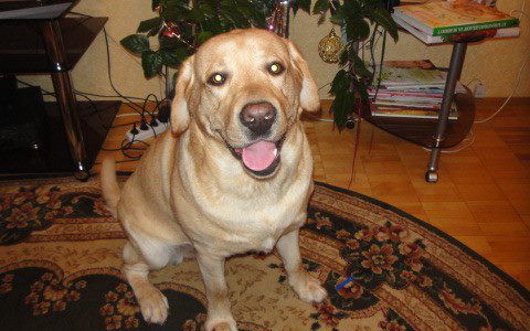 В Кировской области неизвестные расстреляли лабрадора