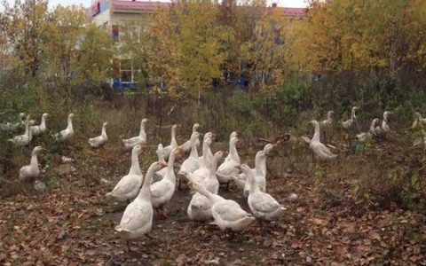 Кировчанин обнаружил в городе стаю диких гусей