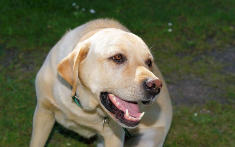 В Кировской области в лабрадора стрелял полицейский