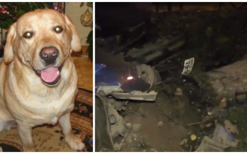 Что обсуждают в Кирове: расстрел собаки и ДТП на Комсомольской