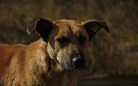 Кировские спасатели достали из колодца собаку, которая провела там 5 дней