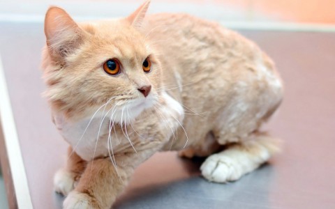 В Кирове живодеры вырезают на животных кресты и снимают с них скальп