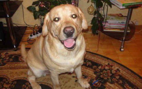 Хозяев лабрадора, в которого выстрелил полицейский, привлекут к ответственности