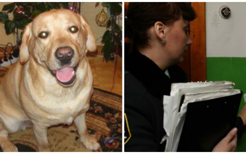 Что обсуждают в Кирове: расстрел лабрадора и лже-приставы