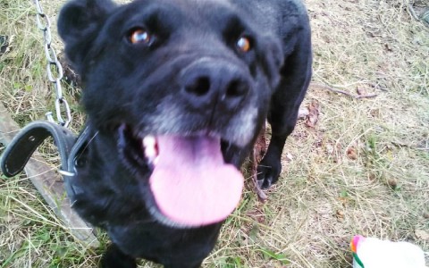 Кировчанин из винтовки расстрелял беременную собаку