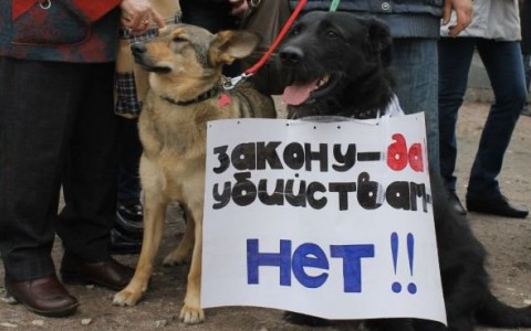 Кировчане выйдут на митинг против живодеров