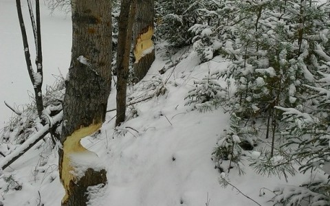 Бобры Котельнича продолжают точить деревья рядом с поселением