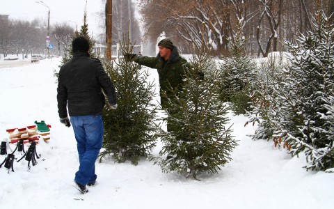 Администрация рассказала о первых елочных базарах в Кирове в 2016 году