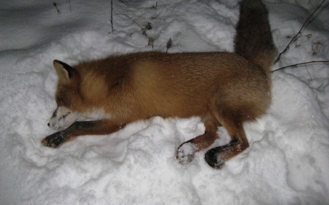 Кировчане в городе нашли труп бешеной лисы