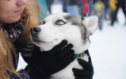В Кирове объявили о срочной вакцинации животных против бешенства