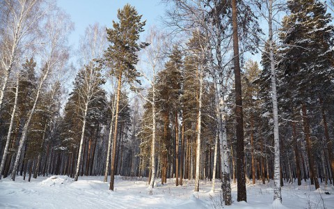 В Кировской области в лесу нашли тело мужчины
