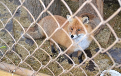 В Кирове на два месяца ввели карантин по бешенству