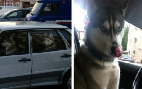 Животные и автомобили: 5 фото питомцев за рулем от кировчан