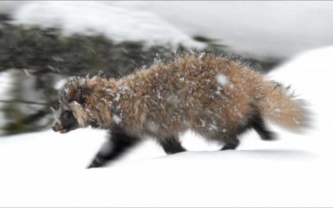В Кировской области на женщину напала бешеная енотовидная собака