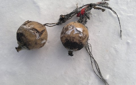 Кировчанин обнаружил взрывчатое вещество на Театральной площади