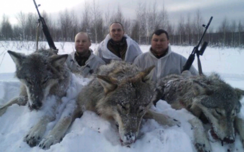 Жителей Белохолуницкого района атакуют волки