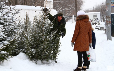 Появились адреса елочных базаров в Кирове