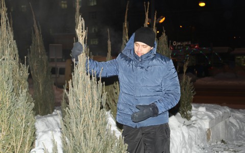 Сколько стоят самые дорогие и самые дешевые елки в Кирове