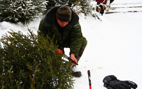 Замминистра лесного хозяйства рассказал, какой штраф грозит за вырубку елок