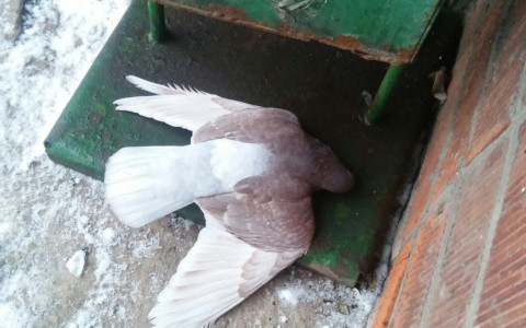 Жители Котельнича были напуганы массовой гибелью голубей в городе