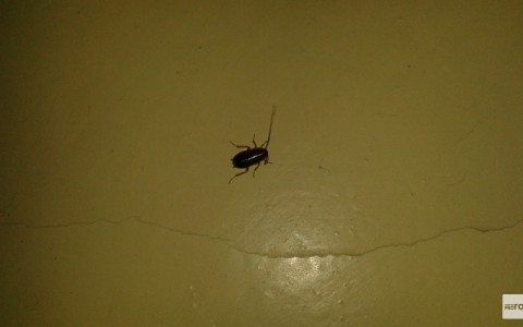 На что жаловались кировчане на неделе: шумные соседи и тараканы в кафе