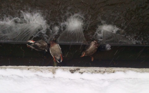 У пруда в парке имени Кирова погибают утки