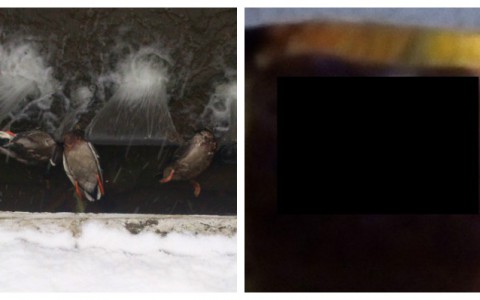 Что обсуждают в Кирове: гибель уток и неприятный сюрприз в конфете