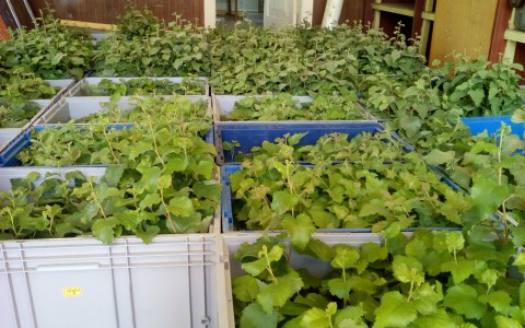 В Кировской области растет уникальный лес из клонированных берез