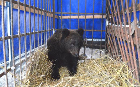 Кировчане спасли  медвежонка в Опарино от голодной смерти