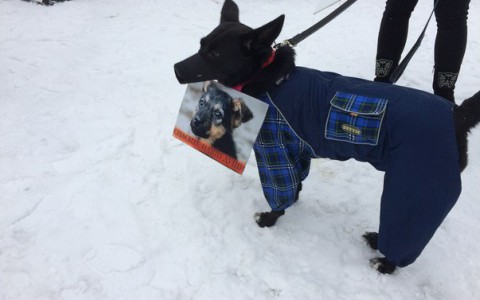 Кировчанин отправил в Госдуму просьбу ужесточить наказание живодерам