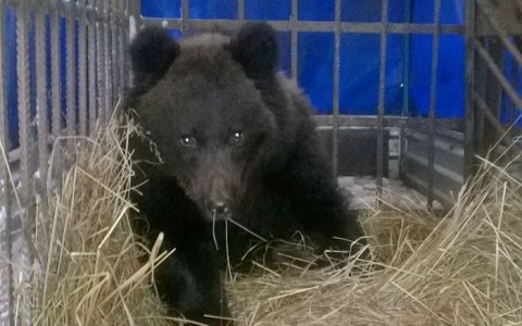 В министерстве охраны природы рассказали о судьбе медвежонка, которого кировчане спасли от голода