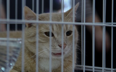 В Кировской области зарегистрирован первый в году случай бешенства