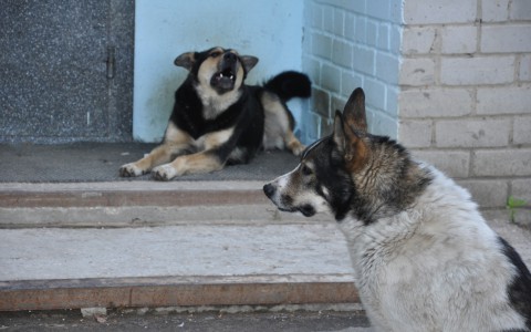Кировские зоозащитники обратились в Госдуму из-за организации отлова собак