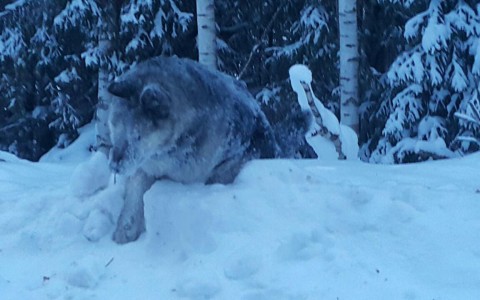 На трассе рядом с  Фаленками замерзла собака