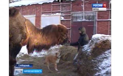 Жители Кировской области спасли верблюда от смерти