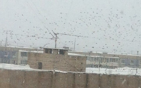 В Кирове заметили стаи необычных маленьких птиц