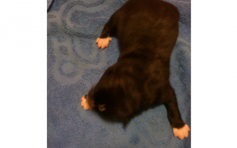 В Кировской области щенка выбросили из окна четвертого этажа