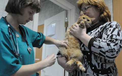 В Кировской области домашний кот заразился бешенством