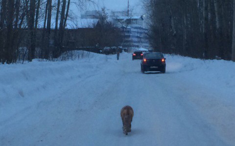 Видео: в Кирове лиса бегает по дороге среди машин