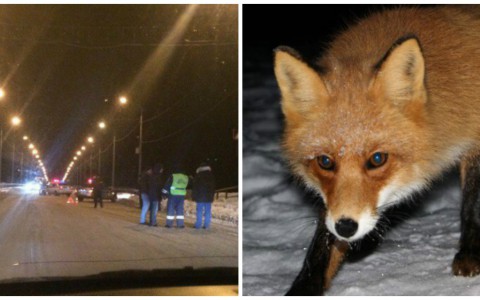 Что обсуждают: ДТП с участием автоинспектора и нападение лисы на ребенка