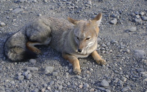 Следователи начали проверку после нападения лисы на ребенка в Кирове