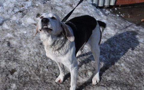 В Нововятске нашли тело женщины со следами укусов собаки