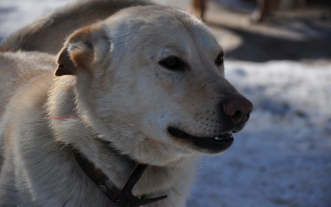В Кирове владельцам собак запретили выпускать питомцев одних на улицу
