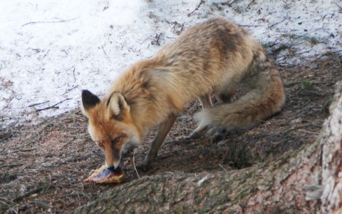 В Кирове на два месяца ввели карантин по бешенству