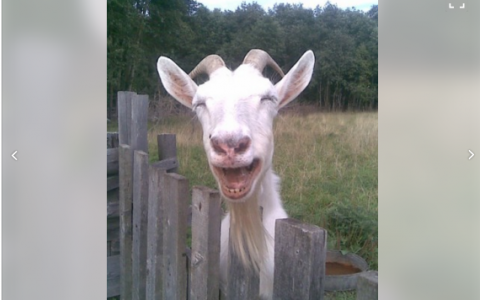 Житель Кировской области продает свою козу за 1 000 000 рублей