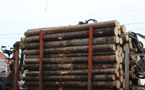 Черные лесорубы вырубили деревья в Порошино