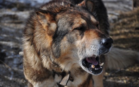 В Юрьянском районе бешеная собака укусила человека