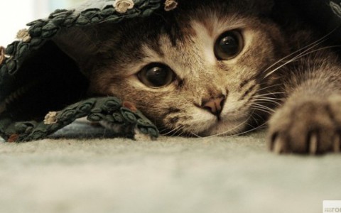 В Кирове появилась услуга «Кот на час»