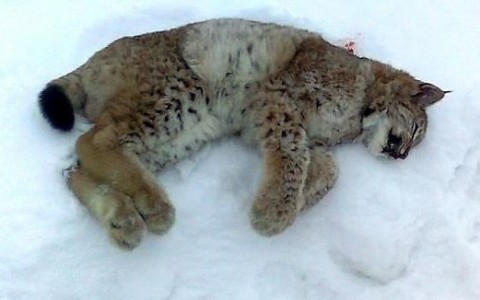 В Кировской области дети палками отбивались от агрессивной рыси